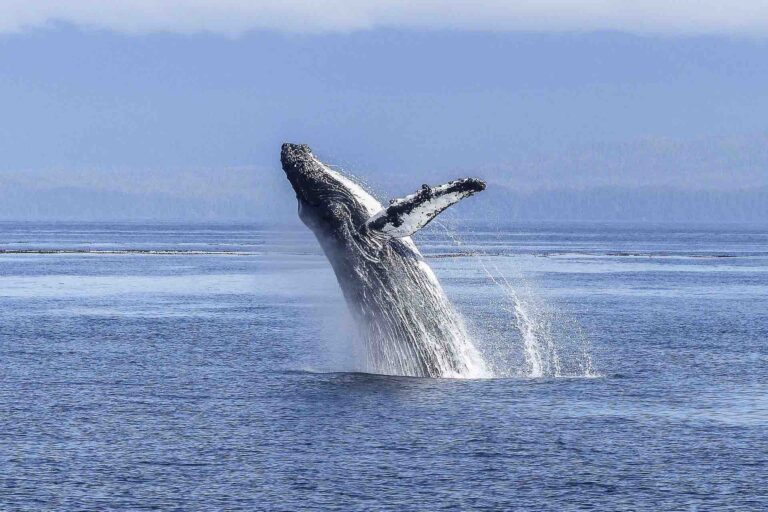 Las-Perlas-whale-watching-panama-humpback-breaching-2